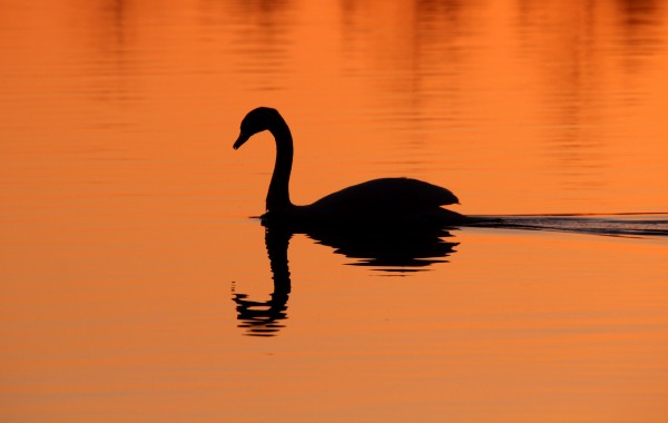 Heading Home by Deb Oppermann